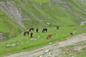 horses of the caucasus
